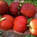 Beskrivelse og karakteristika for Pandora-jordbærsorten, dyrkning og pleje