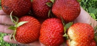 Description and characteristics of the Pandora strawberry variety, cultivation and care