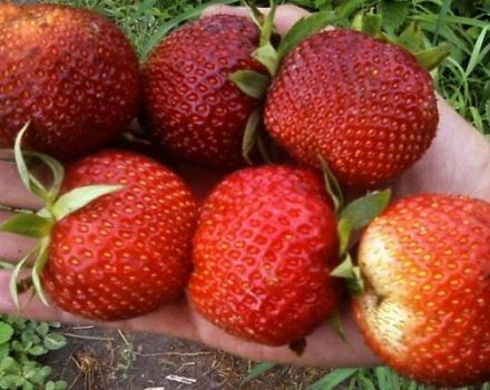 Description et caractéristiques de la variété de fraises Pandora, culture et entretien