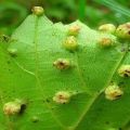 Measures for the control of phylloxera on grapes and prevention, resistant to the pest of the variety