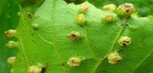 Maatregelen voor de bestrijding van phylloxera op druiven en preventie, resistent tegen de plaag van de variëteit