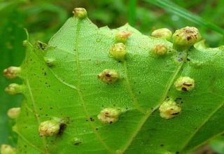 มาตรการควบคุม phylloxera ในองุ่นและการป้องกันต้านทานต่อศัตรูพืชหลากหลายพันธุ์