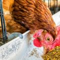 Is het mogelijk en in welke vorm is het beter om erwten aan kippen te geven?
