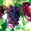 Descripción y características de la variedad y cultivo sostenible de la uva Cardinal