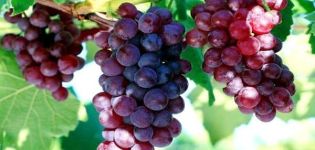 Beschrijving en kenmerken van duurzame kardinaal druiven en teelt