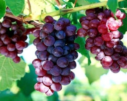 A fenntartható bíboros szőlő és termesztés leírása és jellemzői