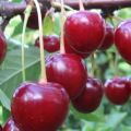 Descripción de la variedad de cereza Vladimirskaya, características de fructificación y polinizadores, plantación y cuidado.