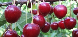 Popis odrůdy třešně Vladimirskaya, vlastnosti plodnic a opylovačů, výsadba a péče