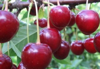 A Vladimirskaya cseresznyefajta leírása, a gyümölcs- és beporzó tulajdonságai, ültetés és gondozás