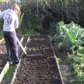 What green manure is better to sow in spring under tomatoes