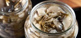 TOP 10 skaniausių receptų, kaip namuose gaminti marinuoti austrių grybai