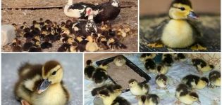 Да ли треба да узмем патке из Индо-патке и шта да радим после излежавања