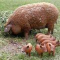 Characteristics and description of the Hungarian mangalitsa pig breed, maintenance and breeding