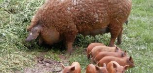 Características y descripción de la raza, mantenimiento y cría de cerdos mangalitsa húngaros.