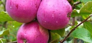Popis a charakteristika odrůdy jablek Liberty, výsadby a péče o ně