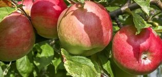 Beskrivelse af sorten Apple Carpet, vigtigste egenskaber og dyrkning