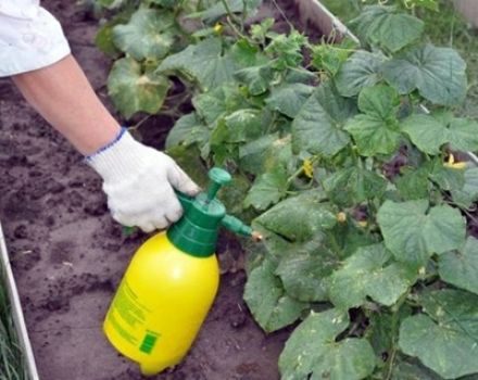 What fertilizers and how to carry out foliar feeding of cucumbers