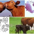 Узроци и симптоми трихомонијазе код говеда, лечење и да ли је опасна за људе