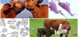 A szarvasmarhák trichomoniasisának okai és tünetei, kezelése és az emberre veszélyes