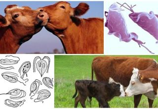 Causes et symptômes de la trichomonase chez les bovins, traitement et est-il dangereux pour l'homme