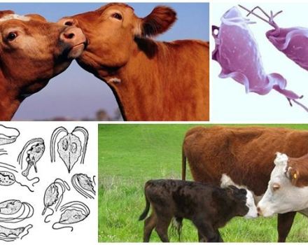 Causes i símptomes de la tricomoniasi en el bestiar, el tractament i si és perillós per als humans