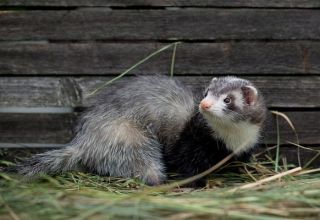 How to catch a ferret in a chicken coop and the best methods of dealing with the animal