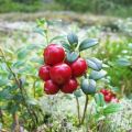 Plantning og pleje af haven lingonbær, reproduktion og dyrkning i landet