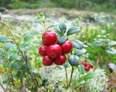 การปลูกและดูแล lingonberries ในสวนการขยายพันธุ์และการเพาะปลูกในประเทศ