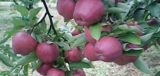Característiques i descripció de la varietat de poma Richard, resistència a les gelades i aplicació