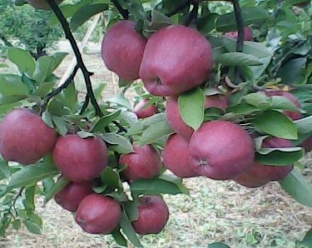 Χαρακτηριστικά και περιγραφή της ποικιλίας μήλου Richard, αντοχή στον παγετό και εφαρμογή