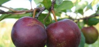 Descrierea hibridului din prune și vișine Omskaya nochka, istoria și caracteristicile cultivării