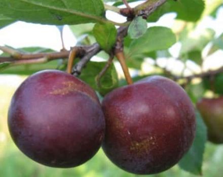 Paglalarawan ng isang hybrid ng plum at cherry Omskaya nochka, kasaysayan at mga tampok ng paglilinang