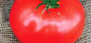 Beskrivning av tomatsorten Ess, odling och skötsel