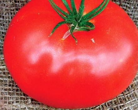 Beschrijving van het tomatenras Ace, teelt en verzorging