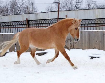 Mô tả về ngựa của giống ngựa khai thác Belarus và các chi tiết cụ thể về bảo trì của chúng