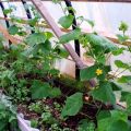 How can you protect cucumbers from the cold in the open field, how to feed and help them