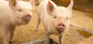 Why piglets do not gain weight and grow poorly, the reasons and what to do