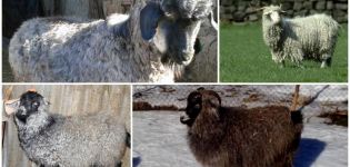 Descripción y características de las cabras de raza Don, manteniendo las reglas.