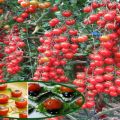 Pomidorų veislės „Magic Cascade“ aprašymas ir jos savybės