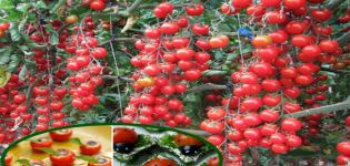 Kuvaus tomaattilajikkeesta Magic Cascade ja sen ominaisuuksista