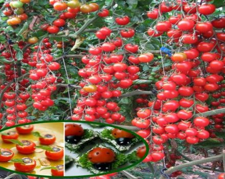 Descripción de la variedad de tomate Magic Cascade y sus características