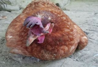 Hogyan kezelhető a csirkehézag, a baromfi betegség okai és tünetei