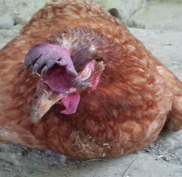 Cómo tratar la hidropesía en pollos, causas y síntomas de la enfermedad de las aves de corral