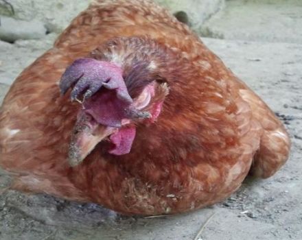 Hoe waterzucht bij kippen te behandelen, oorzaken en symptomen van pluimveeziekte