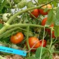 Charakterystyka i opis odmiany pomidora Białe wypełnienie, plon i uprawa