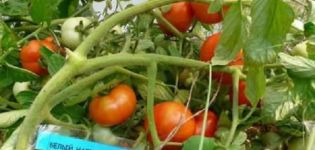 Tomaattilajikkeen ominaisuudet ja kuvaus Valkoinen täyttö, sato ja viljely