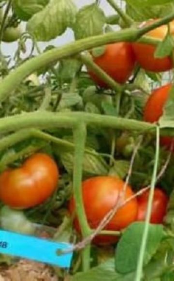 Pomidorų veislės savybės ir aprašymas Baltas įdaras, derlius ir auginimas