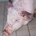 Anzeichen, Symptome und Behandlung von Schweinepasteurellose, Prävention