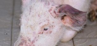 Tegn, symptomer og behandling af svinepasteurellose, forebyggelse