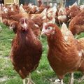 Kenmerken en beschrijving van Loman Brown-kippen, productiviteit en onderhoud